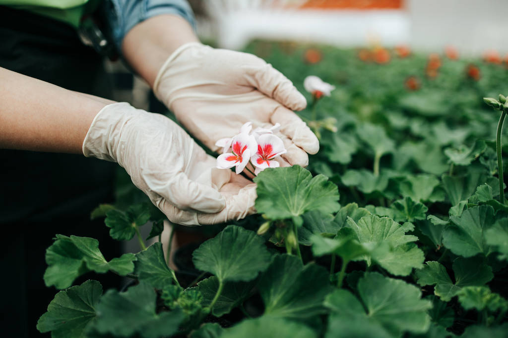 Šťastná a pozitivní mladá dospělá žena pracující ve skleníku a užívající si krásných květin. - Fotografie, Obrázek