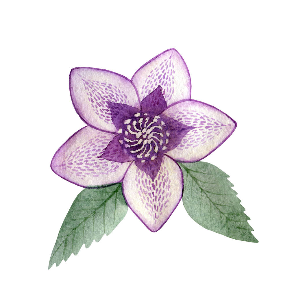 Один пятнистый фиолетовый цветок с зелеными листьями, выделенный на белом фоне. Ручной рисунок акварелью. Цветочные элементы
 - Фото, изображение
