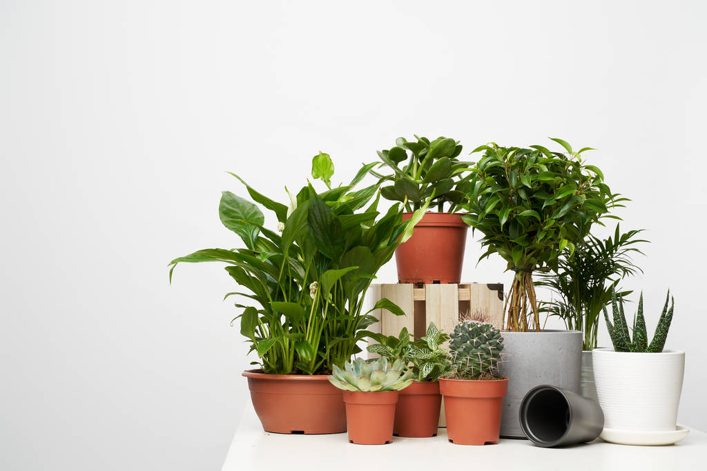 Plantes d'intérieur, cactus dans des pots sur fond vide et propre
 - Photo, image
