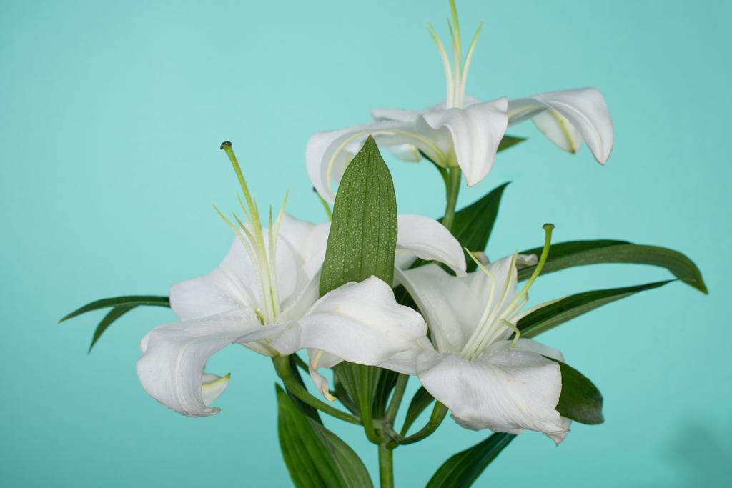 lirios blancos con hojas verdes sobre fondo turquesa
 - Foto, imagen