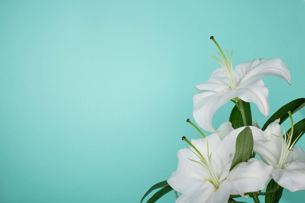 bílé lilie se zelenými listy izolovanými na tyrkysové - Fotografie, Obrázek