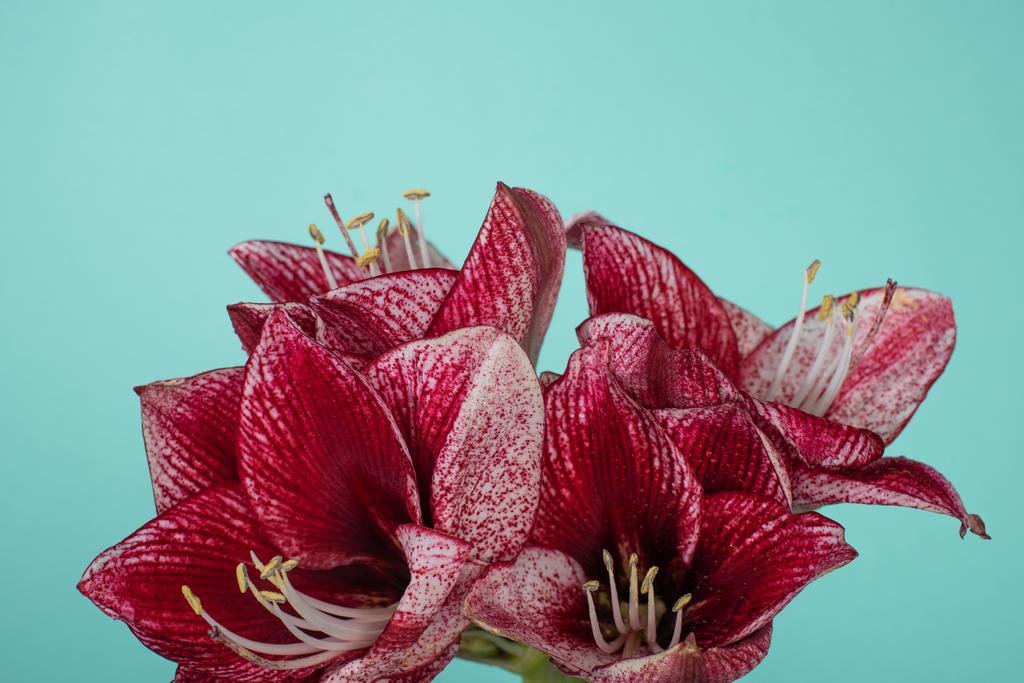 zblízka pohled na červené lilie izolované na tyrkysové - Fotografie, Obrázek