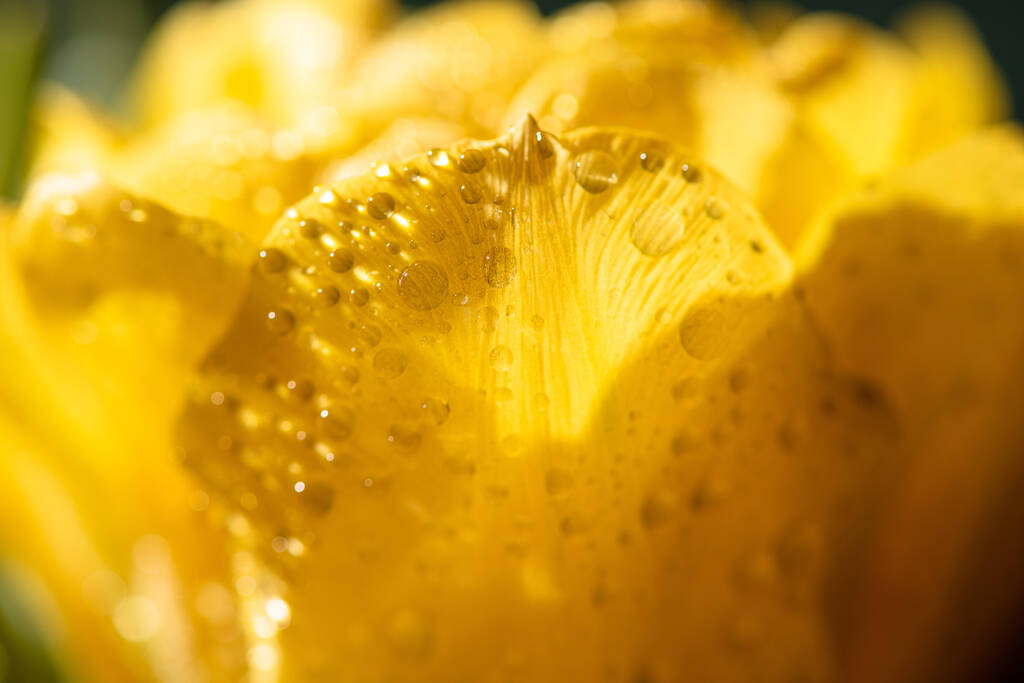 close up view of fresh yellow tulip with water drops - Photo, Image