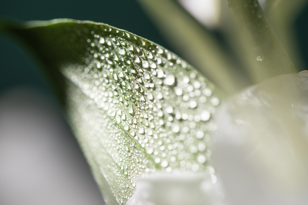 στενή άποψη του λευκού πέταλο του λουλουδιού κρίνου με σταγόνες νερού - Φωτογραφία, εικόνα