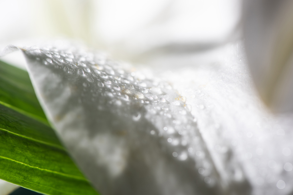 zbliżenie widok biały płatek lilii kwiat z kroplami wody - Zdjęcie, obraz