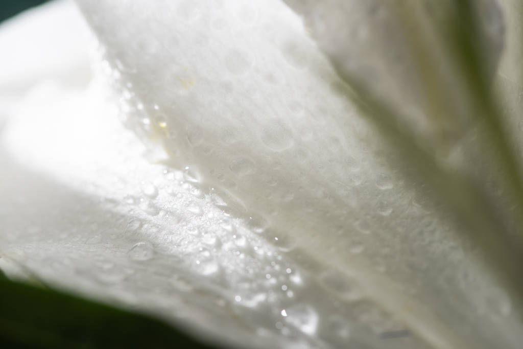 close up view of white petal of lily flower with water drops - Photo, Image