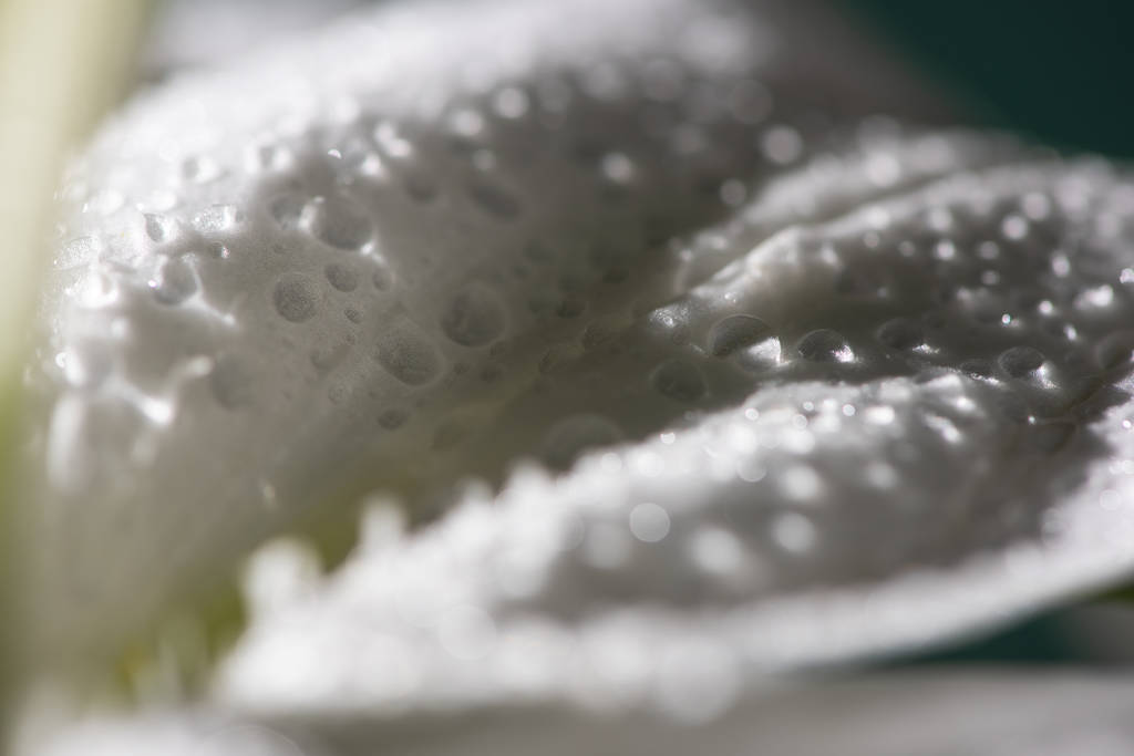 Nilüfer çiçeğinin beyaz taçyapraklı su damlalarını kapat - Fotoğraf, Görsel
