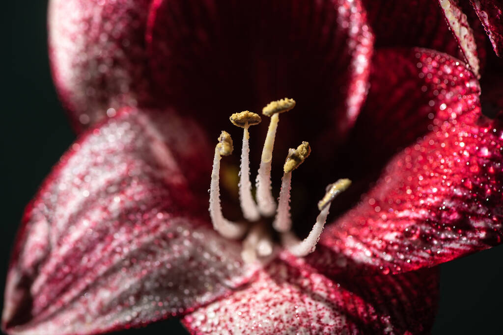 στενή άποψη του κόκκινου λουλουδιού κρίνου με σταγόνες νερού που απομονώνονται σε μαύρο - Φωτογραφία, εικόνα