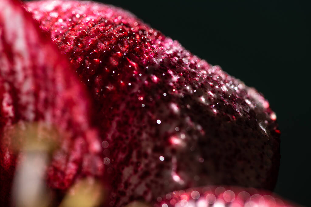 vista da vicino del fiore di giglio rosso con gocce d'acqua isolate sul nero
 - Foto, immagini