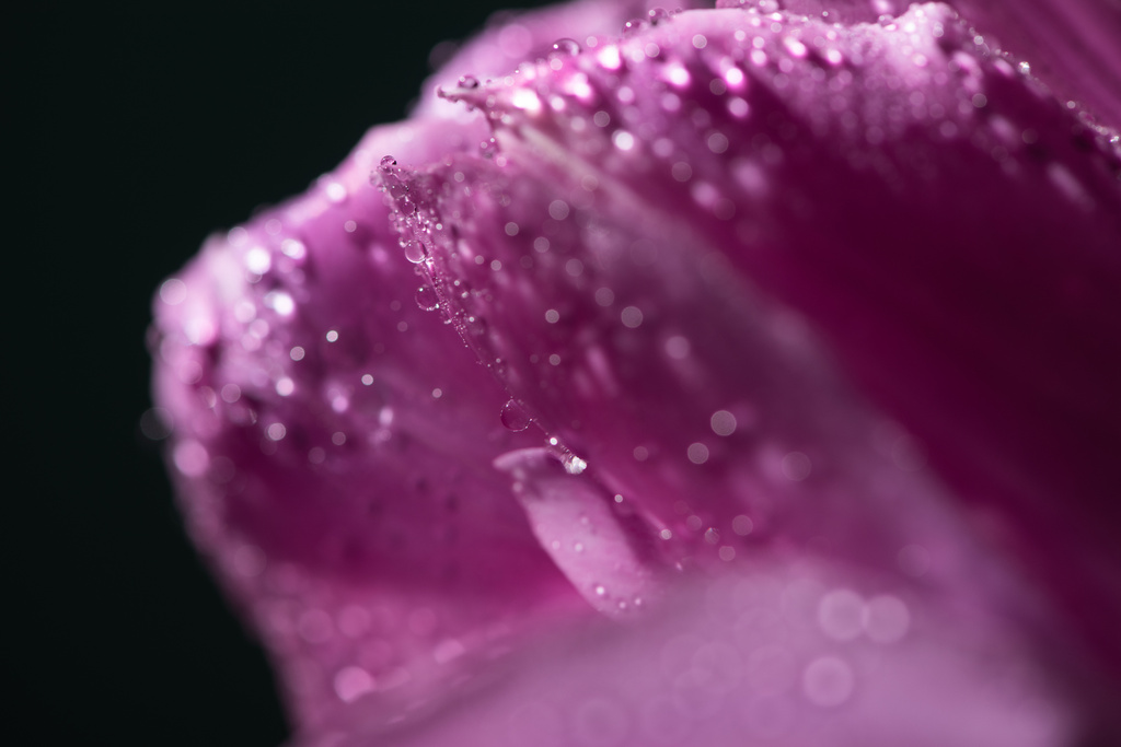 Nahaufnahme der violetten Tulpe mit Wassertropfen isoliert auf schwarz - Foto, Bild