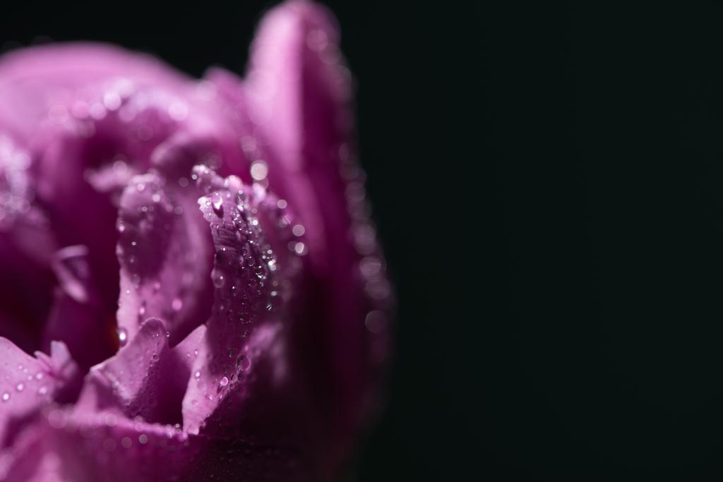 закрывающийся вид фиолетового тюльпана с капельками воды, изолированными на черном
 - Фото, изображение