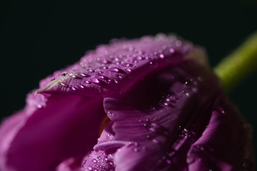 vista de cerca del tulipán violeta con gotas de agua aisladas en negro
 - Foto, Imagen