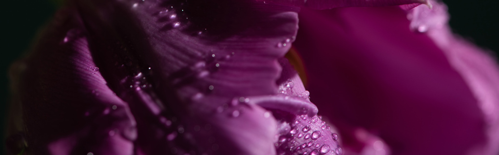 close up view of violet tulip with water drops, panoramic shot - Photo, Image