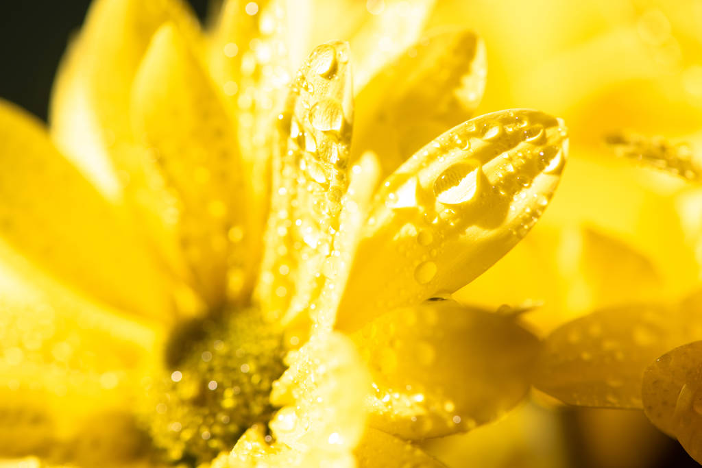 lähikuva keltaisesta päivänkakkarasta vesipisaroilla
 - Valokuva, kuva