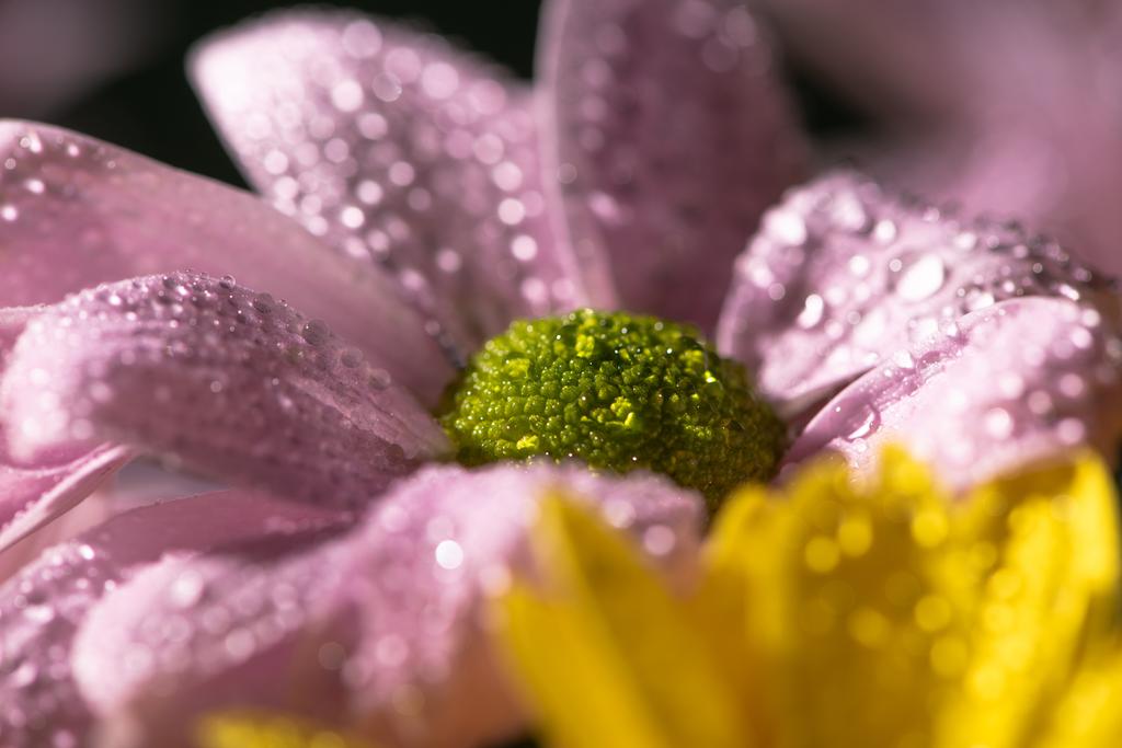 close up view of yellow and violet daisies with water drops - Photo, Image