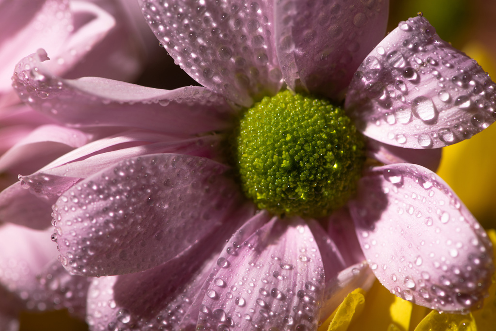 花弁に水滴がついている紫色のデイジーを間近で見ることができ - 写真・画像