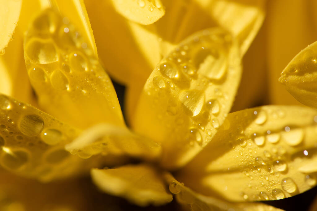 Yaprakların üzerine su damlaları düşmüş sarı papatya manzarasını kapat - Fotoğraf, Görsel