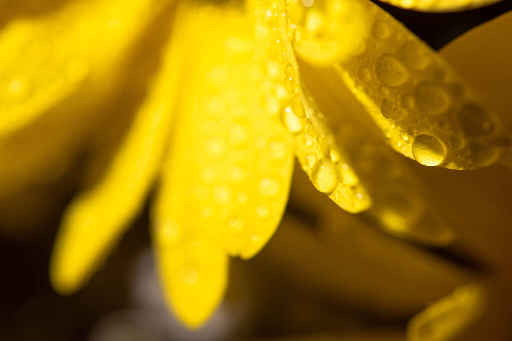 vue rapprochée de la marguerite jaune avec des gouttes d'eau sur les pétales
 - Photo, image