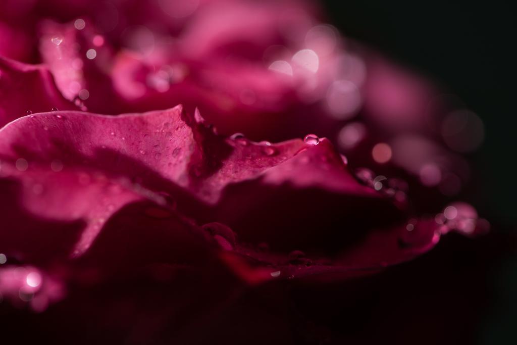 zblízka pohled na červenou růži s kapkami vody na okvětní lístky - Fotografie, Obrázek