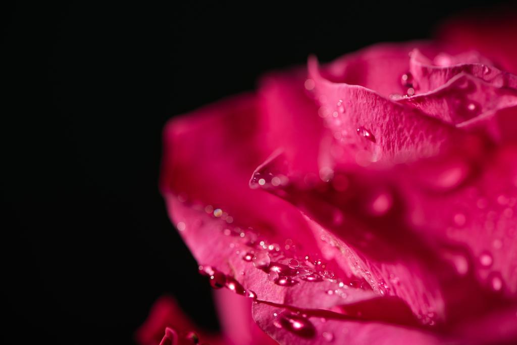 vista de cerca de rosa roja con gotas de agua sobre pétalos aislados en negro
 - Foto, imagen