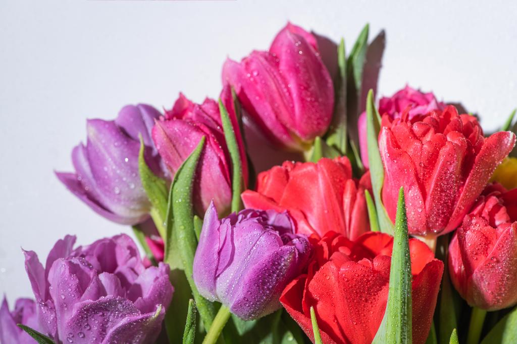 bukiet kolorowych wiosennych tulipanów z kroplami wody na białym tle - Zdjęcie, obraz