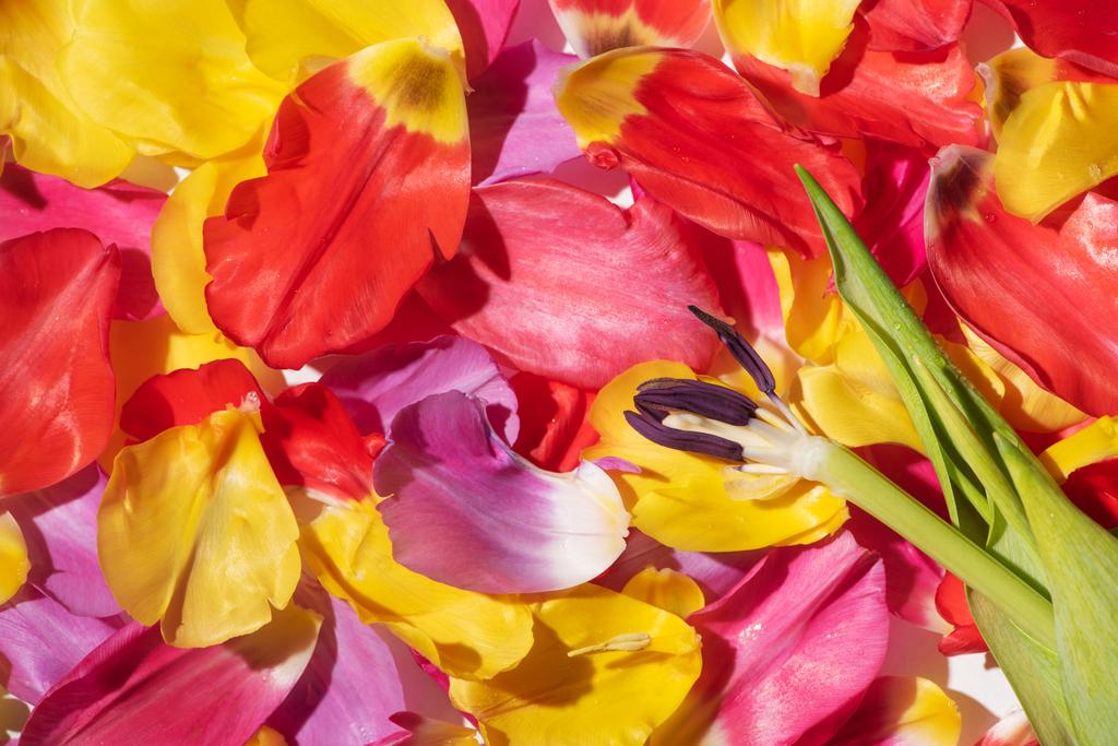 多色チューリップの花びらと茎のトップビュー - 写真・画像