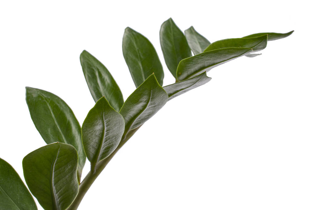 zielone gałęzie Zamiokulkas na białym, izolowanym tle - Zdjęcie, obraz