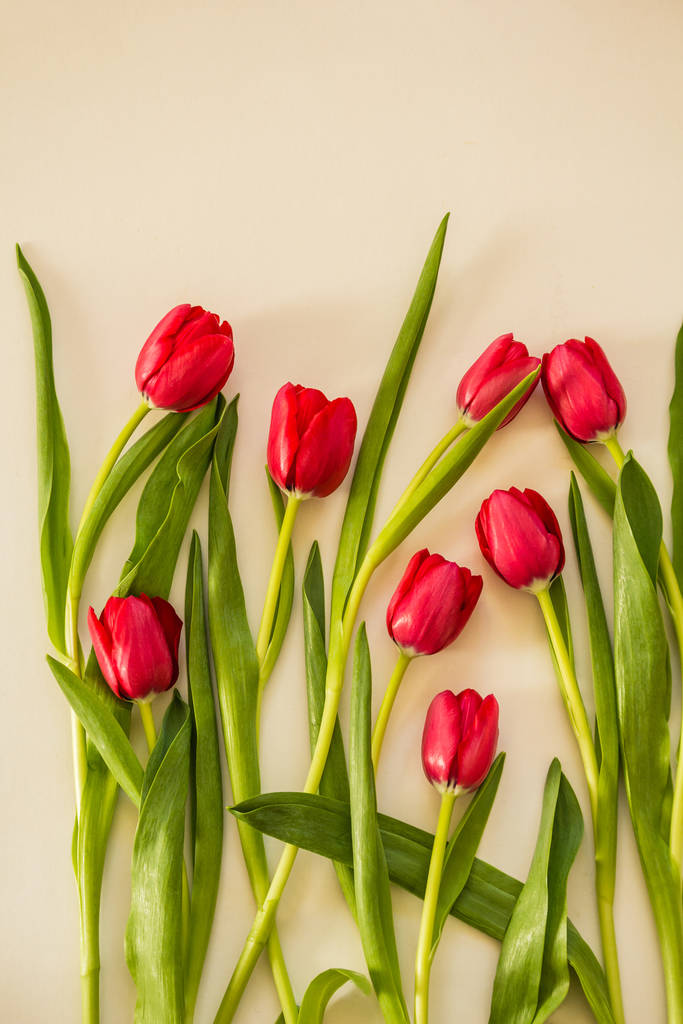 Tavaszi tulipán, papír alapon - Fotó, kép