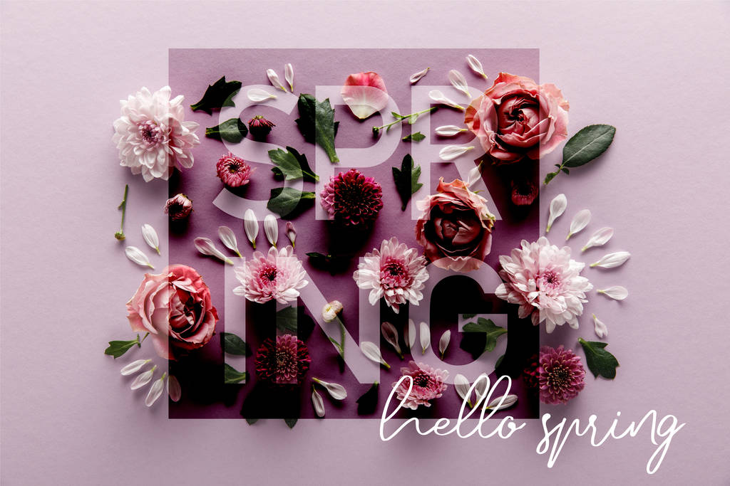 вид зверху квітучої весни Хризантеми і троянди з листям і пелюстками на фіолетовому фоні, привітна весняна ілюстрація
 - Фото, зображення