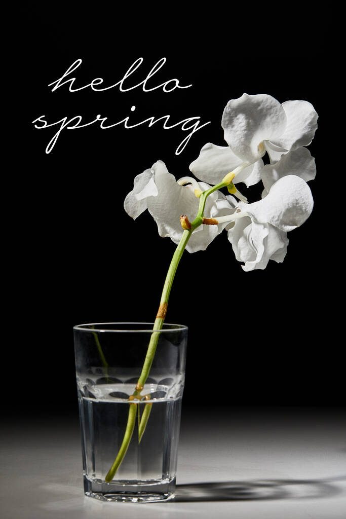 λευκή ορχιδέα λουλούδι σε γυαλί σε μαύρο φόντο, γεια άνοιξη εικονογράφηση - Φωτογραφία, εικόνα