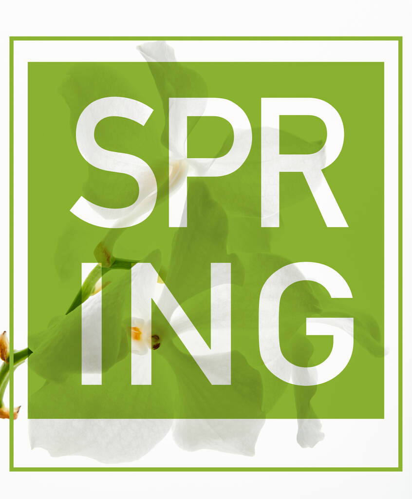 piękne kwiaty storczyk na gałęzi odizolowanych na białym, zielony wiosna ilustracja - Zdjęcie, obraz