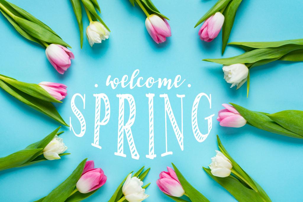 Vista superior de tulipanes dispuestos en marco con ilustración de primavera de bienvenida en la superficie azul
 - Foto, Imagen