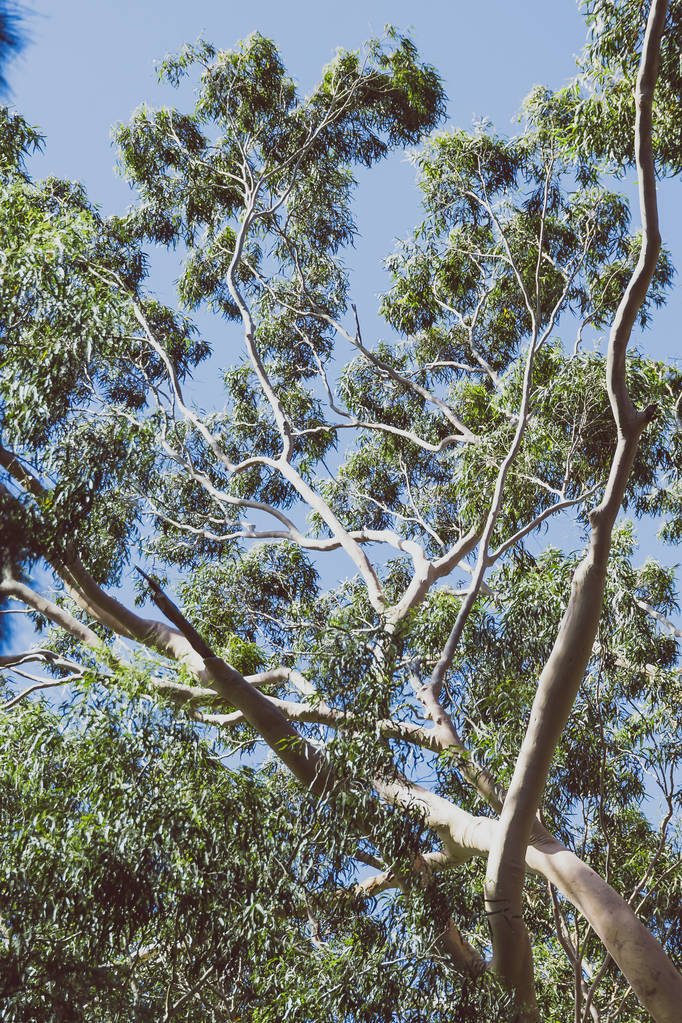 eukaliptusz citrom illatú gumifa lövés szabadban erős napsütés alatt Nyugat-Ausztráliában - Fotó, kép