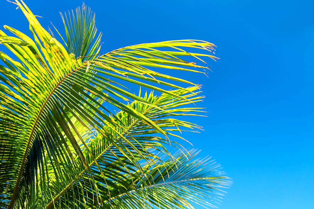 feuilles de cocotier beau fond tropical. Concept de vacances
. - Photo, image