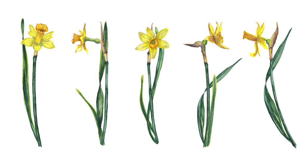 Joukko viisi realistista keltainen narcissus varret lehtiä. Aurinkoinen perinteinen kevätjuhla kukkia. Vesiväri käsin maalattu eristetty elementtejä valkoisella pohjalla
. - Valokuva, kuva