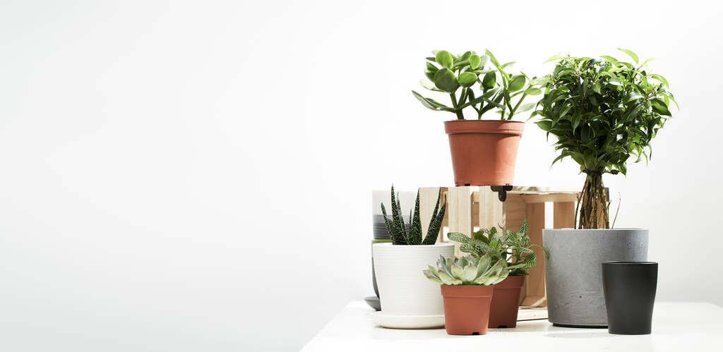Verschillende binnenplanten, cactussen in potten op lege schone achtergrond in studio. - Foto, afbeelding