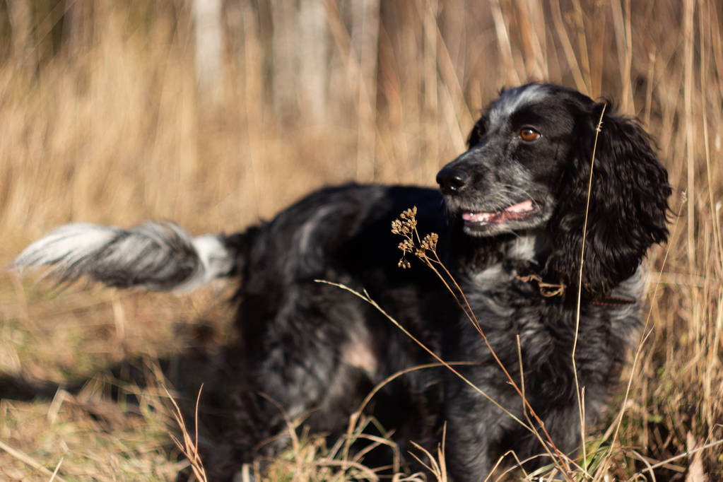 cane da caccia nella foresta - Foto, immagini