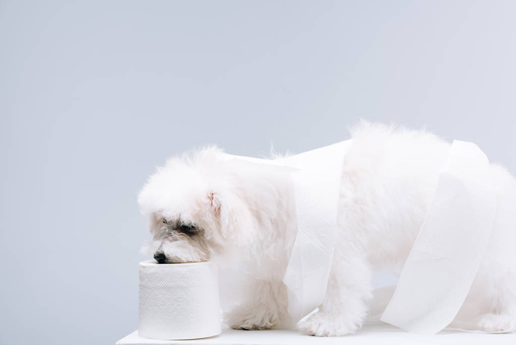 Havanský pes stočený v toaletním papíru na bílém povrchu izolovaném na šedé - Fotografie, Obrázek