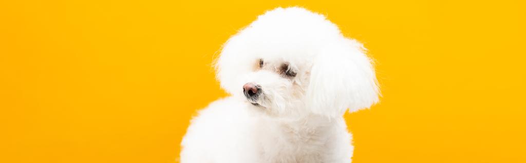 Fluffy havanský pes dívá pryč izolované na žluté, panoramatický výstřel - Fotografie, Obrázek