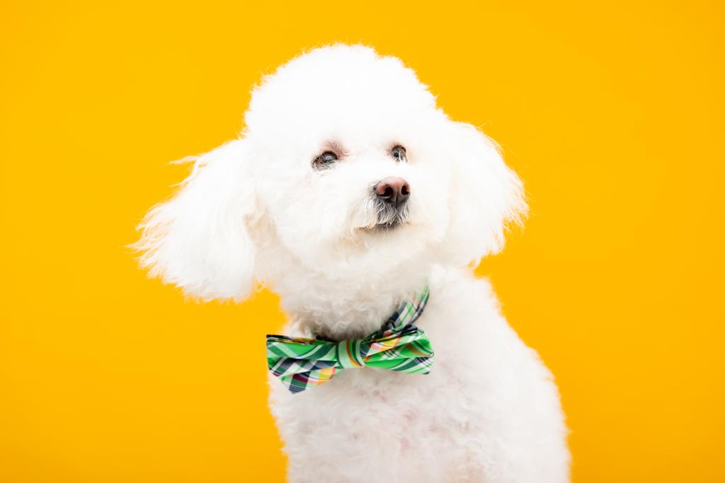 Бишонская гаванская собака в галстуке-бабочке изолирована на жёлтом
 - Фото, изображение