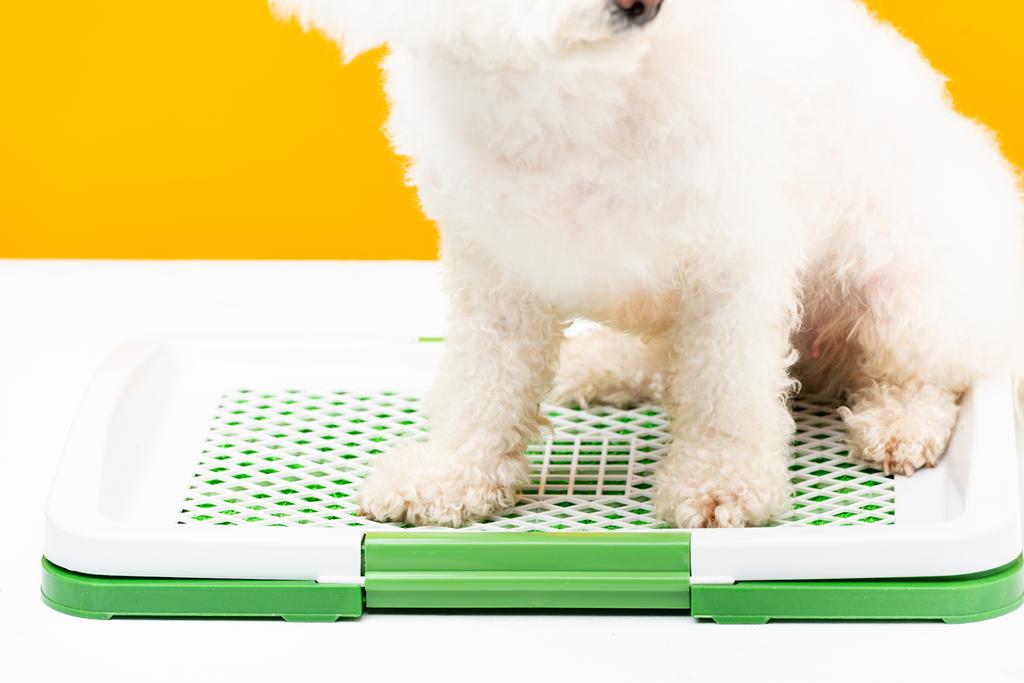 黄色に隔離された白い表面にペットトイレに座っているハバネス犬の作物ビュー - 写真・画像