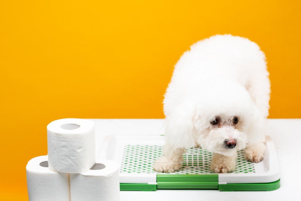 Havanese dog sitting on pet toilet near rolls of toilet paper on white surface isolated on yellow - Photo, Image
