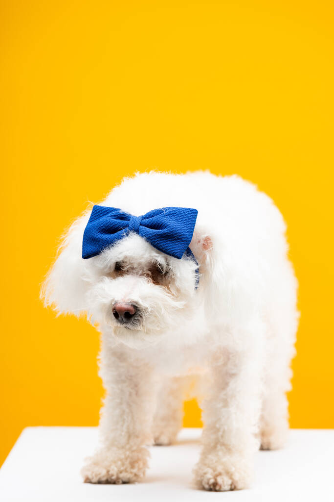 Kafasında mavi papyon olan havan köpeği beyaz yüzeyde sarı üzerine izole edilmiş. - Fotoğraf, Görsel