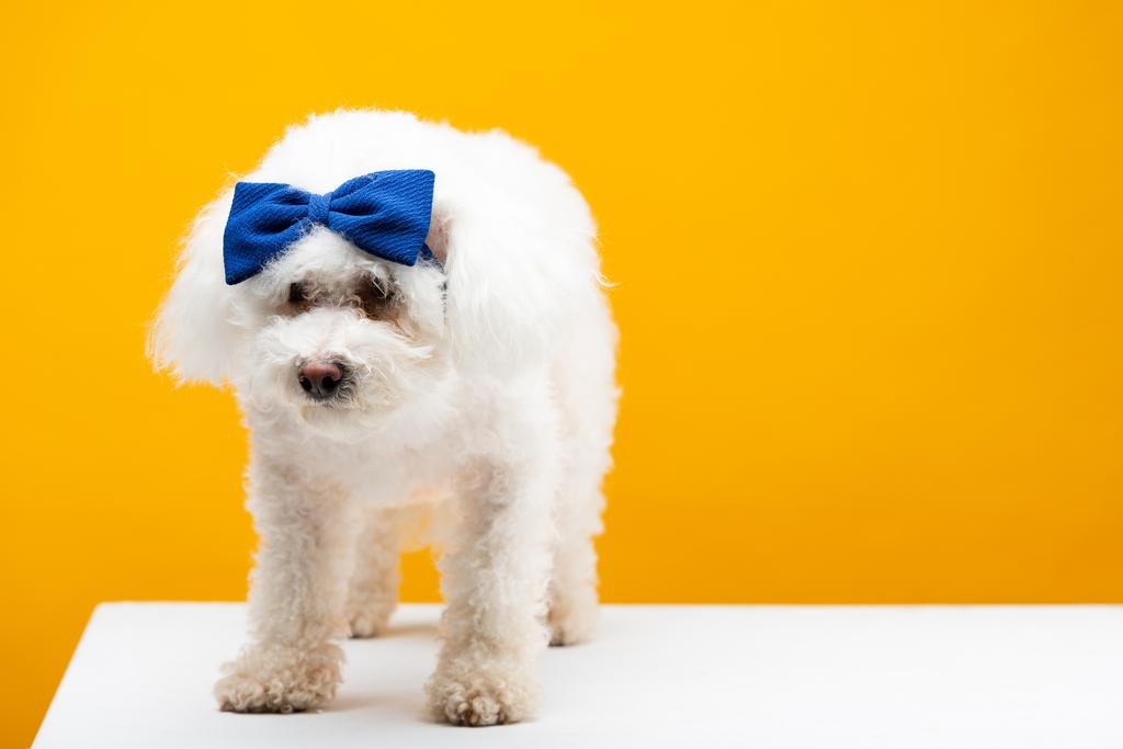 Lindo perro havanese con pajarita azul en la cabeza en la superficie blanca aislado en amarillo
 - Foto, Imagen