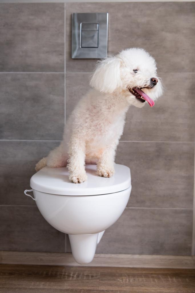 ふわふわハバニーズ犬がバスルームのトイレに座っています - 写真・画像