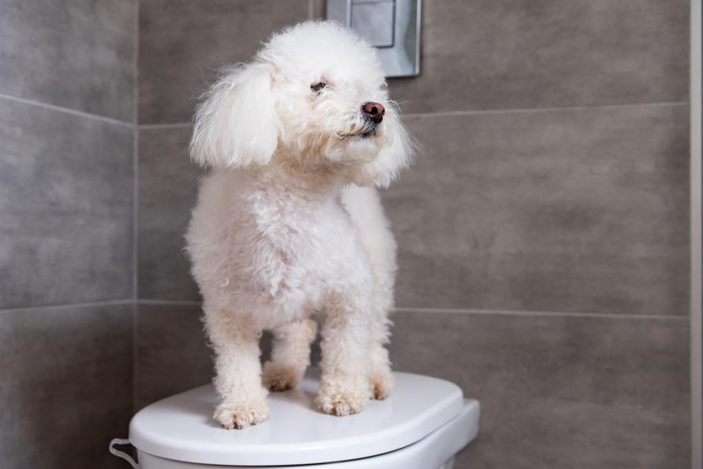 Φλάφι χαβανέζικο σκυλί στέκεται στην τουαλέτα στο μπάνιο - Φωτογραφία, εικόνα