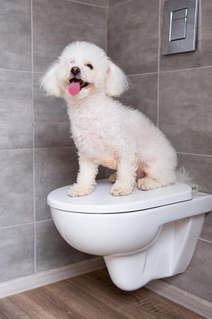 Бишонская гаванская собака сидит на закрытом туалете в туалете
 - Фото, изображение