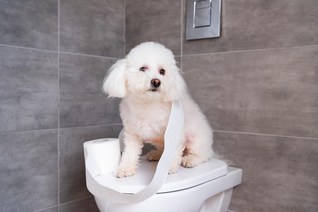Bichon havanese dog sitting near roll of toilet paper on closed toilet in restroom - Photo, Image