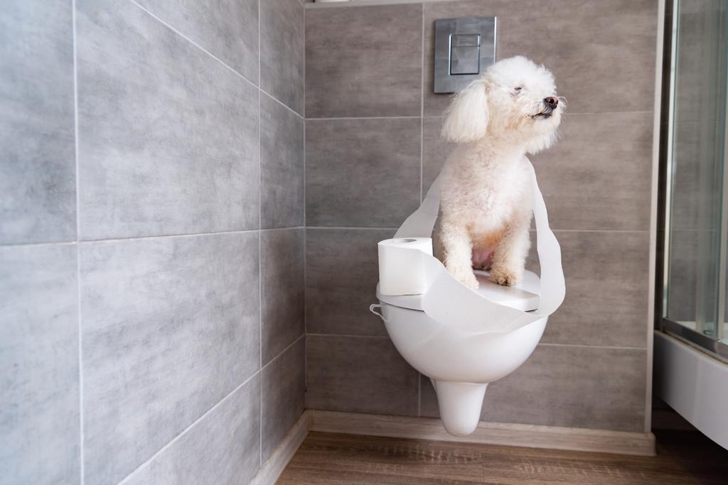 Havanilainen koira käärittynä vessapaperiin istuen suljetussa vessassa vessassa.
 - Valokuva, kuva