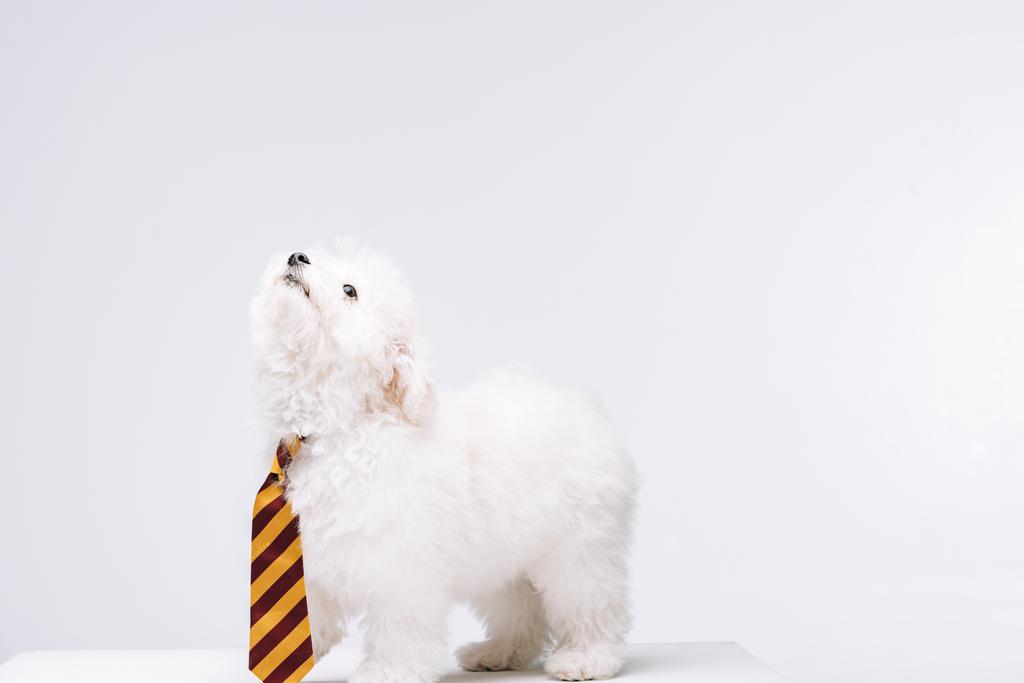 Cute havanese dog striped tie looking up on white surface isolated on grey - Photo, Image